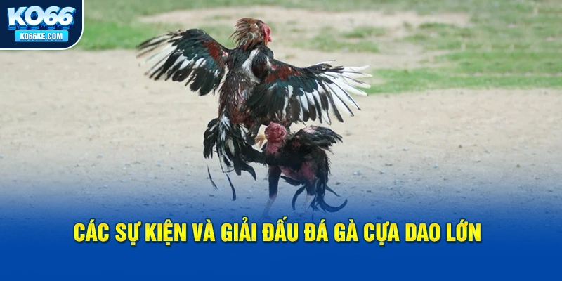 cac-su-kien-va-giai-dau-da-ga-cua-dao-lon