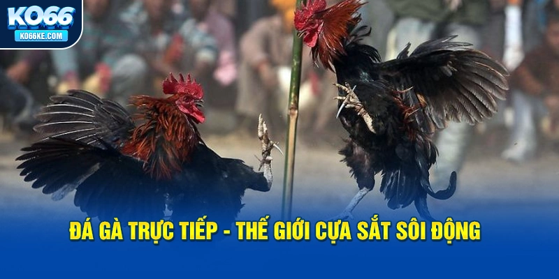 da-ga-truc-tiep-the-gioi-cua-sat-soi-dong