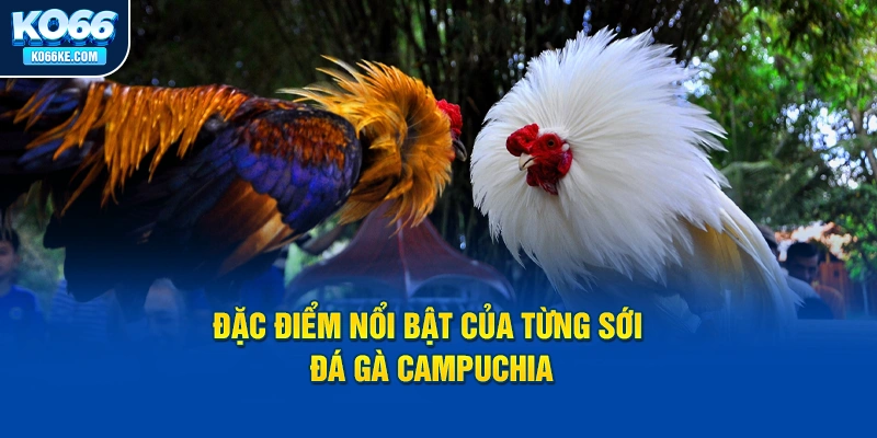 dac-diem-noi-bat-cua-tung-soi-da-ga-campuchia