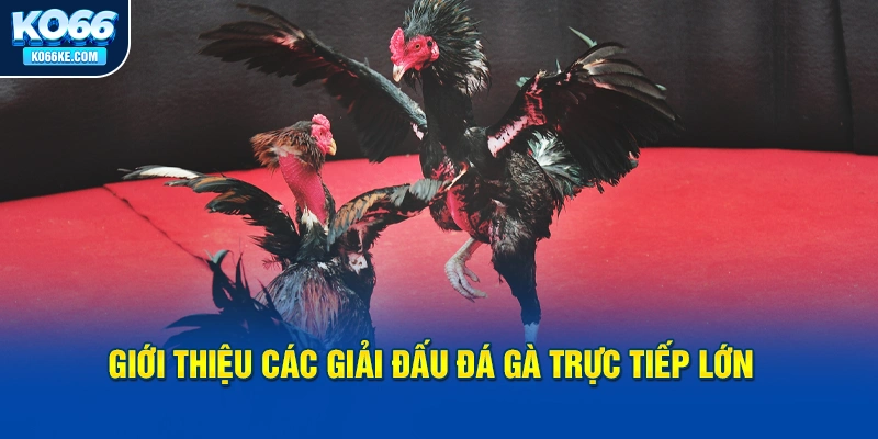 gioi-thieu-cac-giai-dau-da-ga-truc-tiep-lon