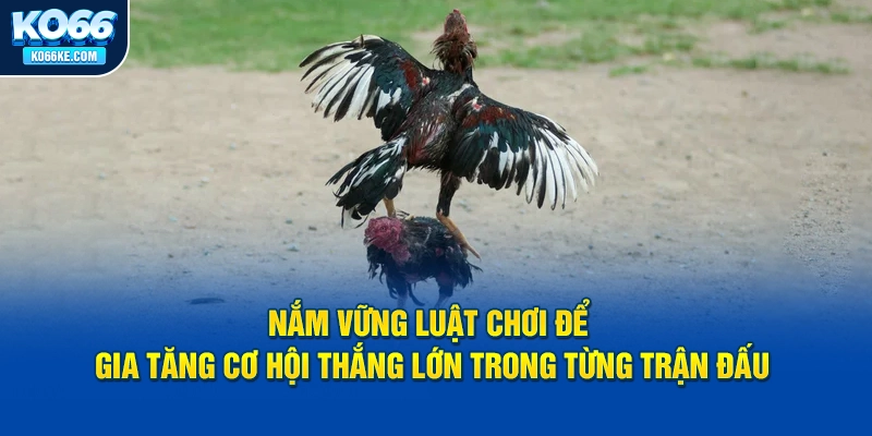 nam-vung-luat-choi-trong-truc-tiep-da-ga-thomo