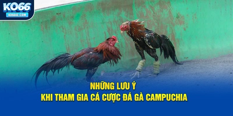 nhung-luu-y-khi-tham-gia-ca-cuoc-da-ga-campuchia