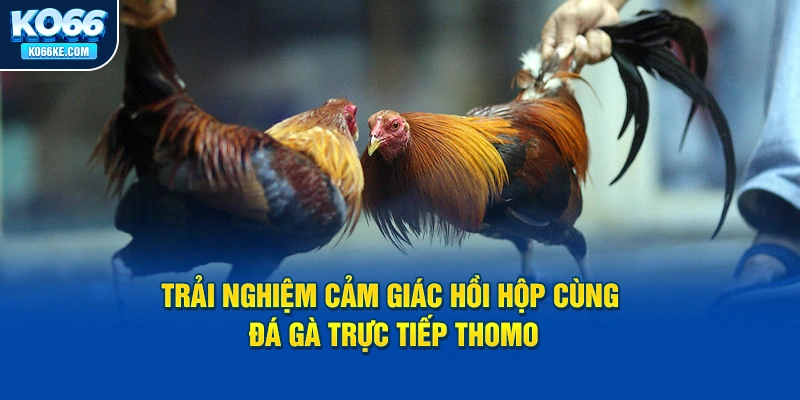 trai-nghiem-cam-giac-hoi-hop-cung-truc-tiep-da-ga-thomo