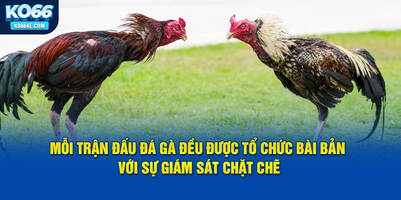 truc-tiep-da-ga-thomo-duoc-to-chuc-bai-ban-voi-su-giam-sat-chat-che