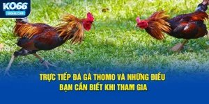 truc-tiep-da-ga-thomo-va-nhung-dieu-ban-can-biet-khi-tham-gia