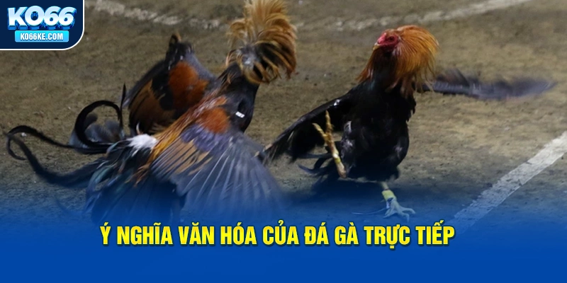 y-nghia-van-hoa-cua-da-ga-truc-tiep